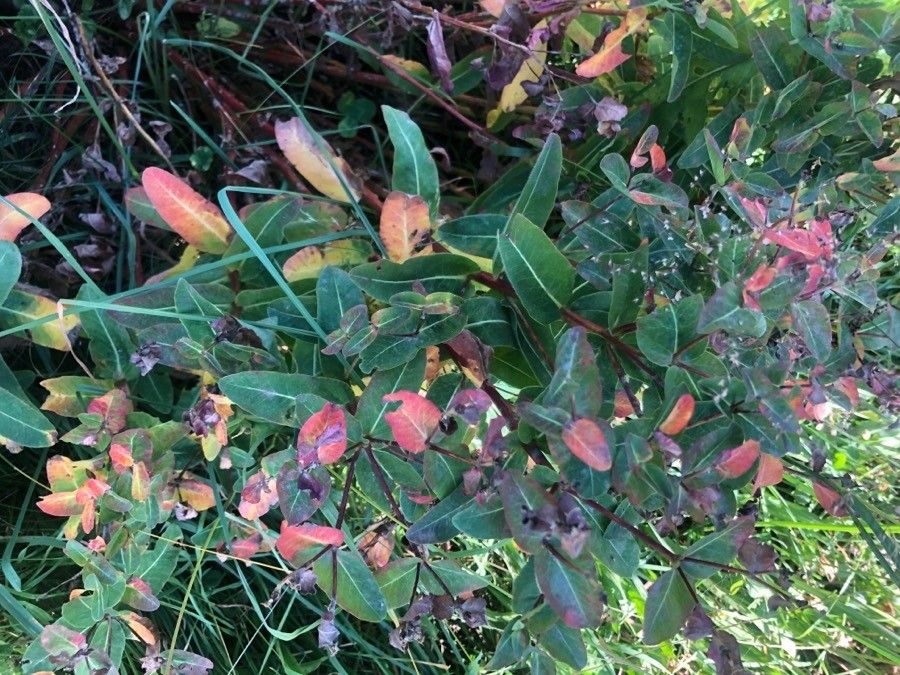 Euphorbia dulcis leaf