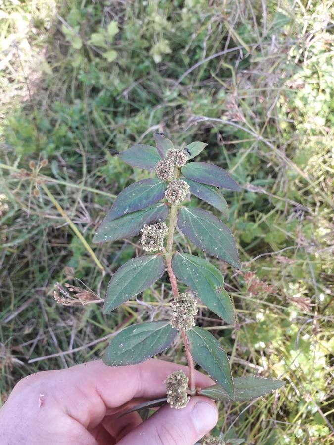 Chamaesyce hirta flower