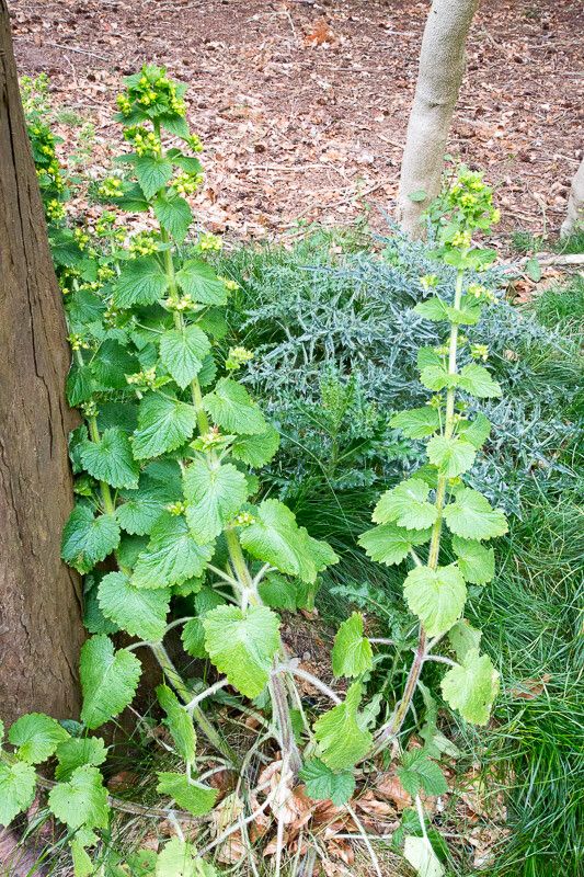 Scrophularia vernalis leaf