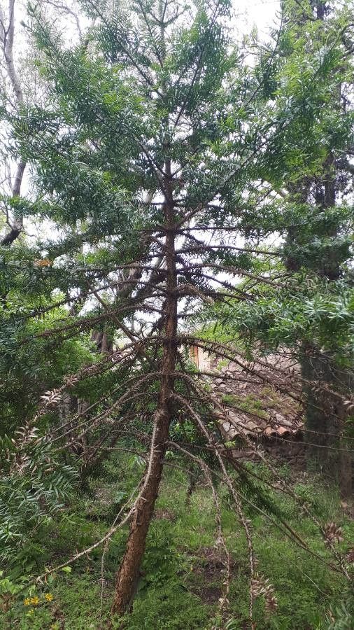 Torreya taxifolia leaf