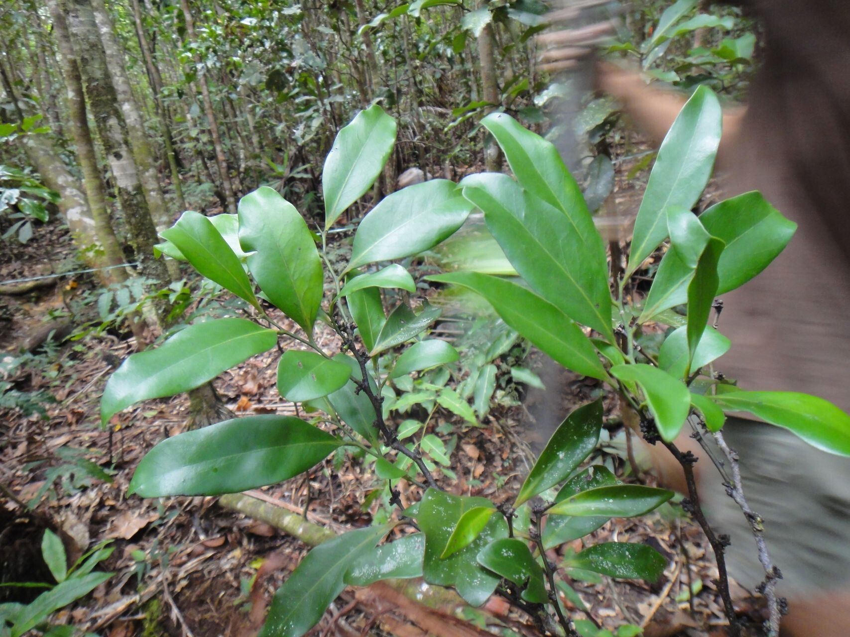 Diospyros samoensis leaf