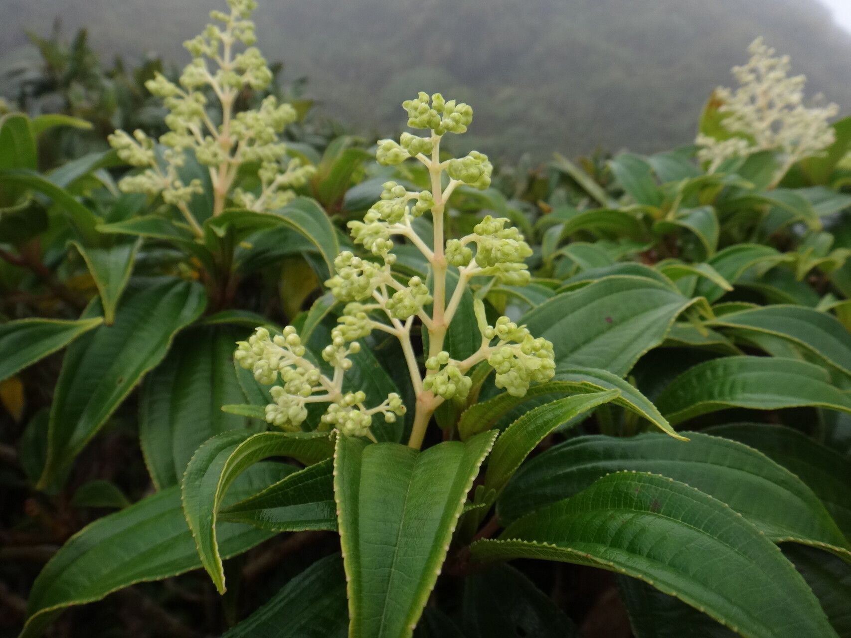 Miconia coriacea — houseplant care guide