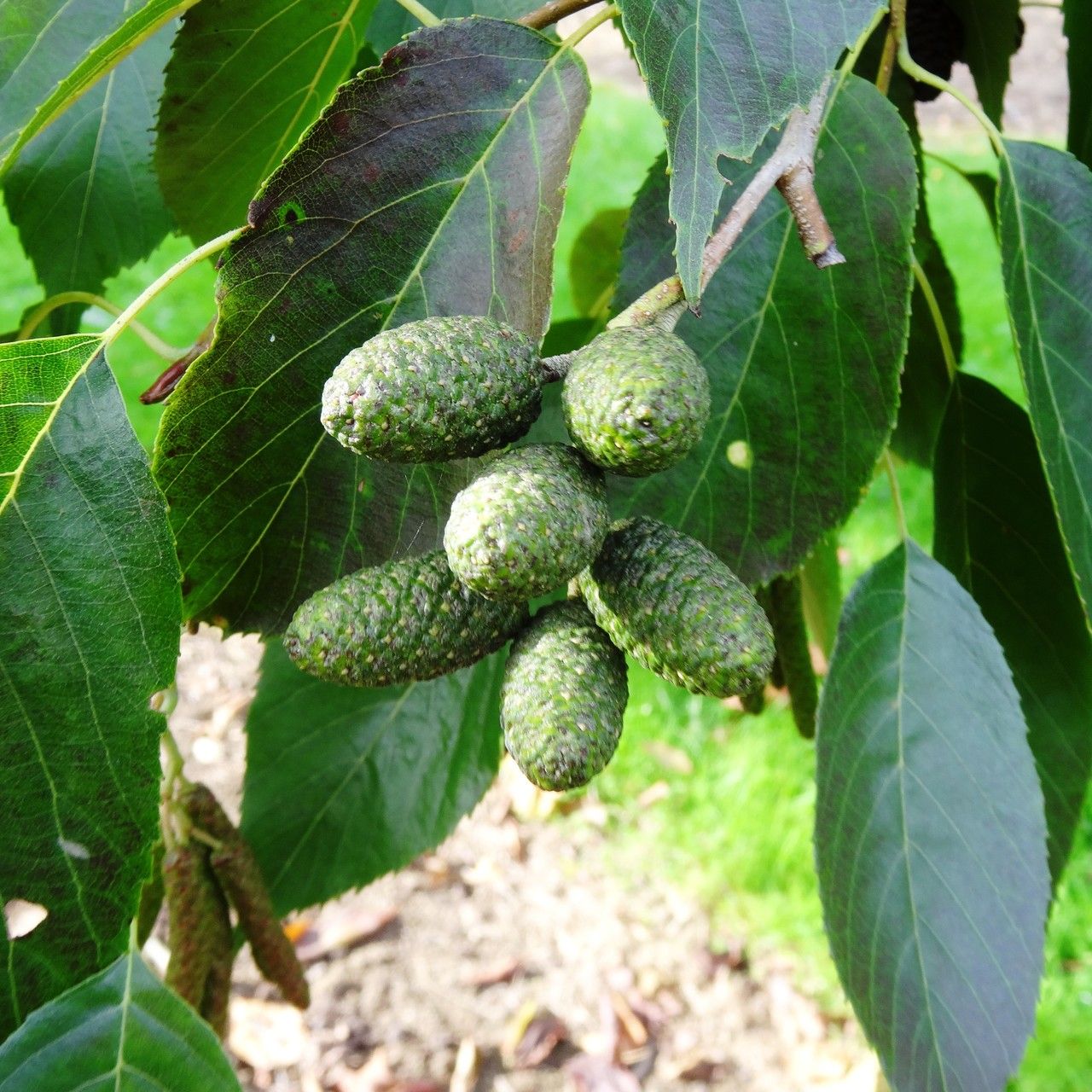 Alnus nitida fruit