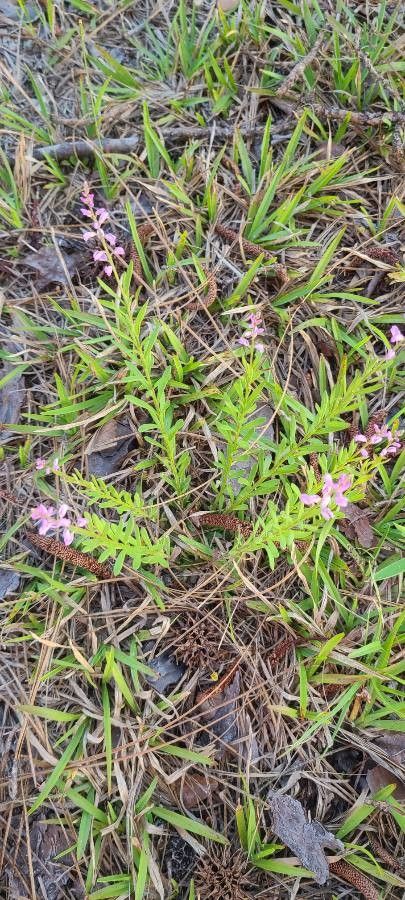 Polygala polygama flower