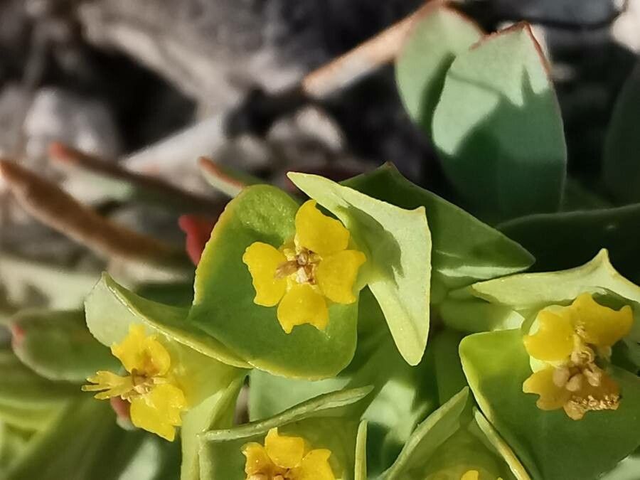 Euphorbia minuta flower