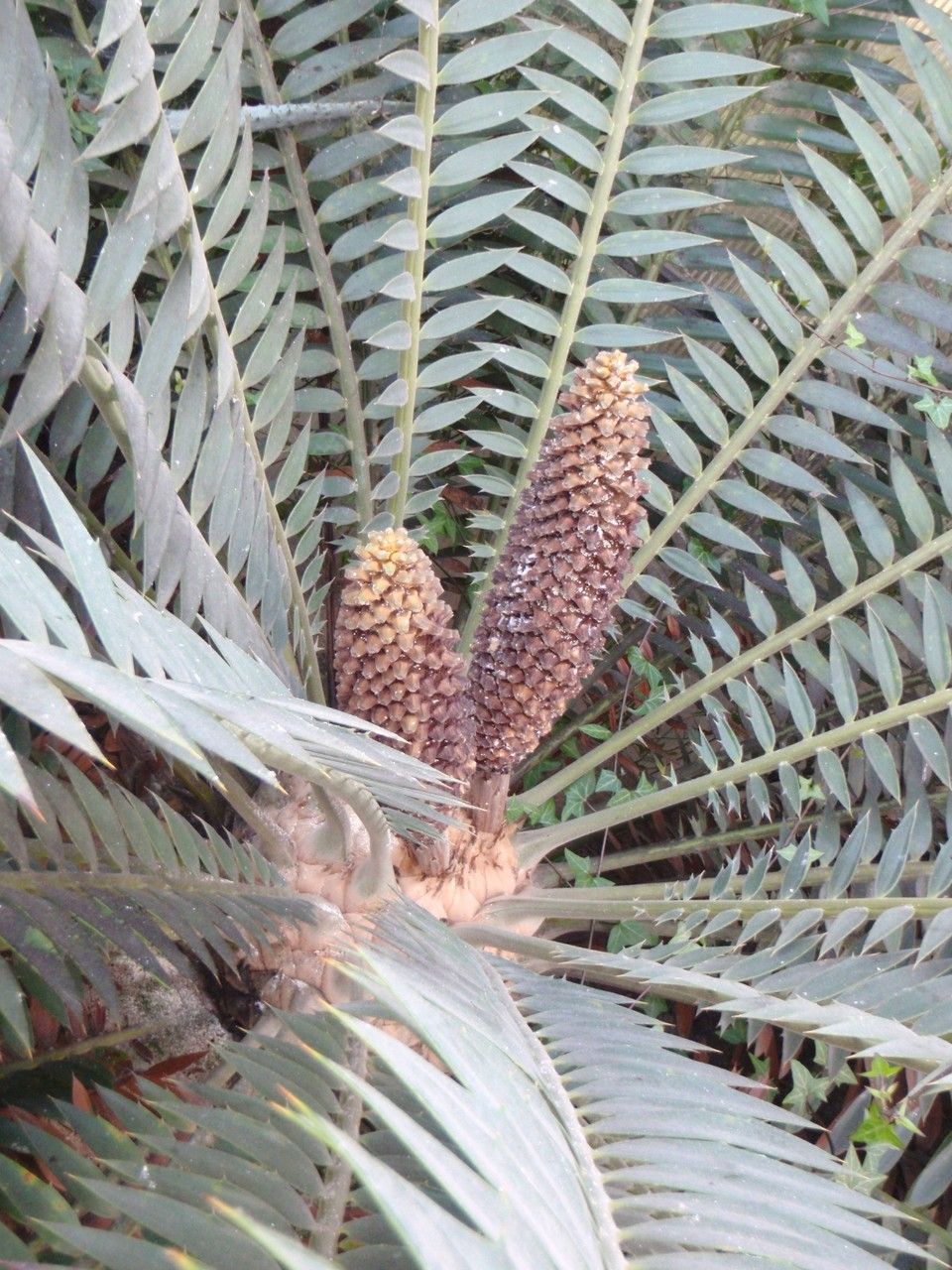 Encephalartos hildebrandtii fruit