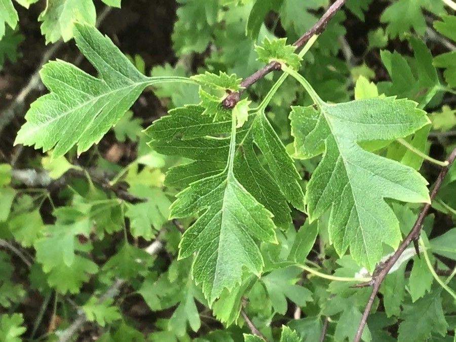 Crataegus atrorubens — related species from the same genus