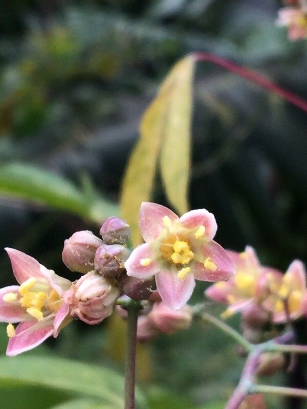 Manihot esculenta flower