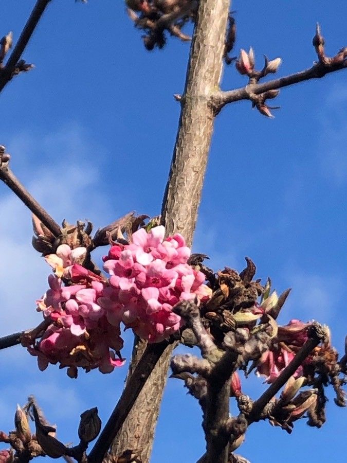 Crataegus x subsphaerica flower