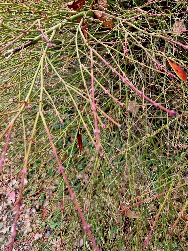Polygonum arenarium habit