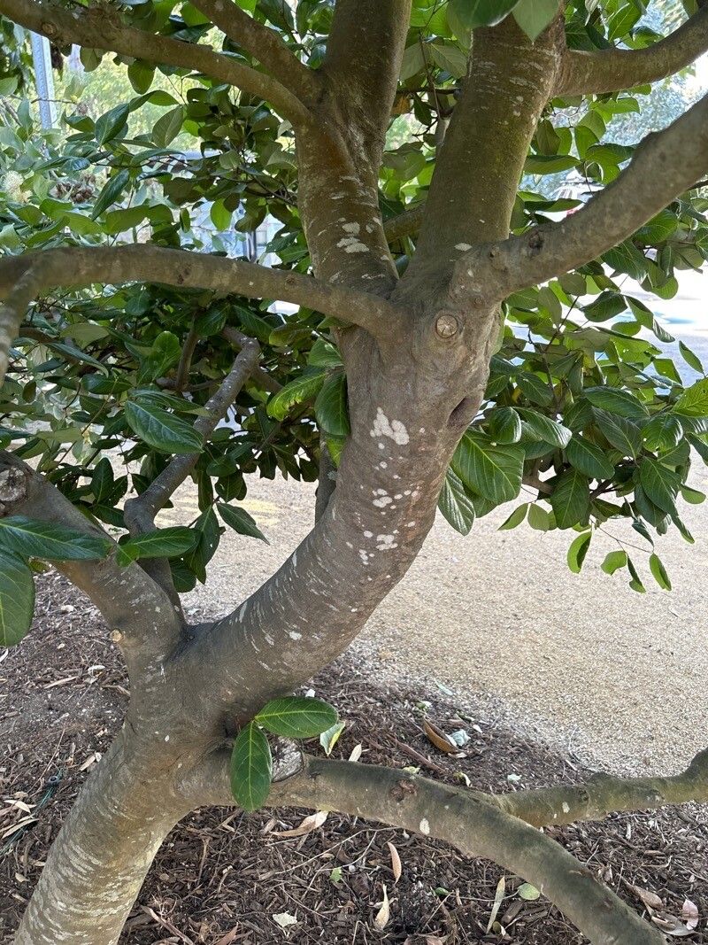 Alectryon coriaceus bark