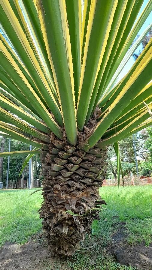 Furcraea selloana bark