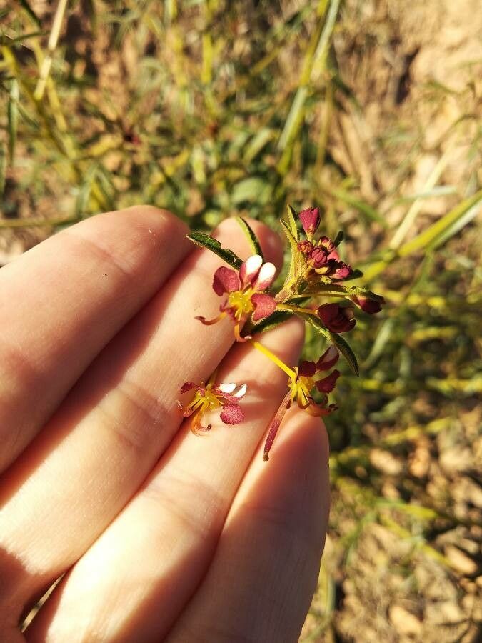 Cleome violacea flower
