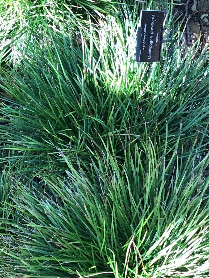 Ophiopogon intermedius — related species from the same genus