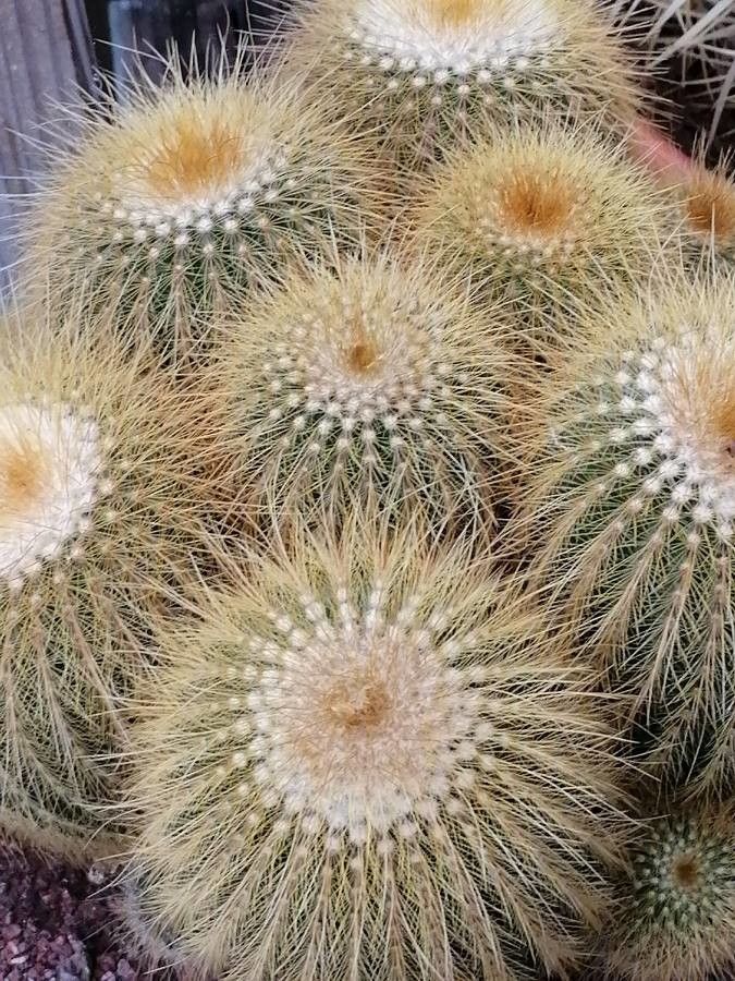 Parodia leninghausii