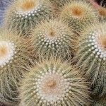 Parodia leninghausii