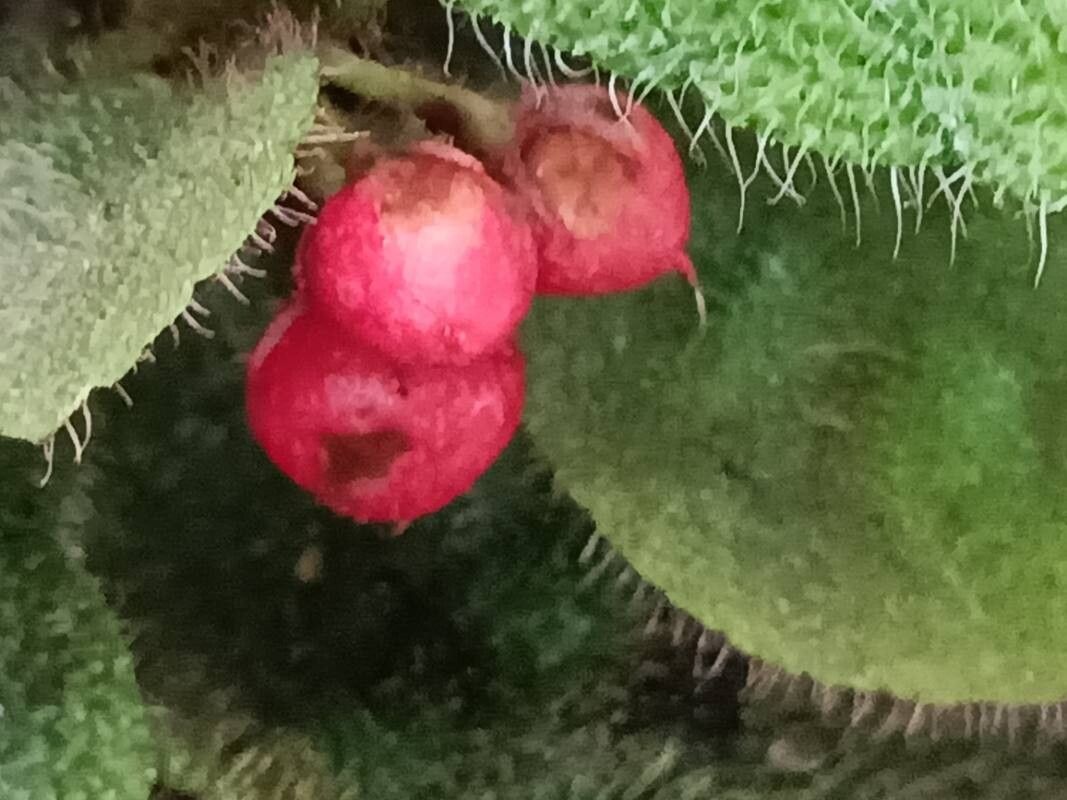 Ardisia mamillata fruit