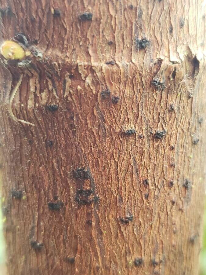 Cecropia palmata bark