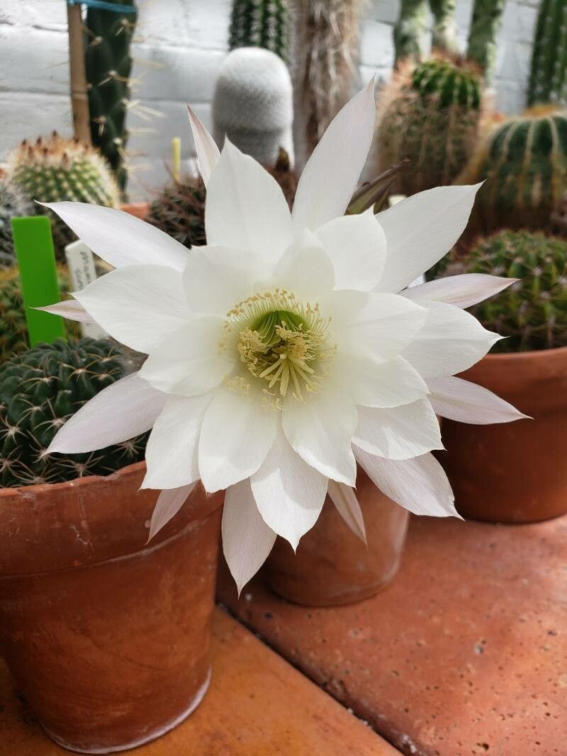 Echinopsis ancistrophora flower