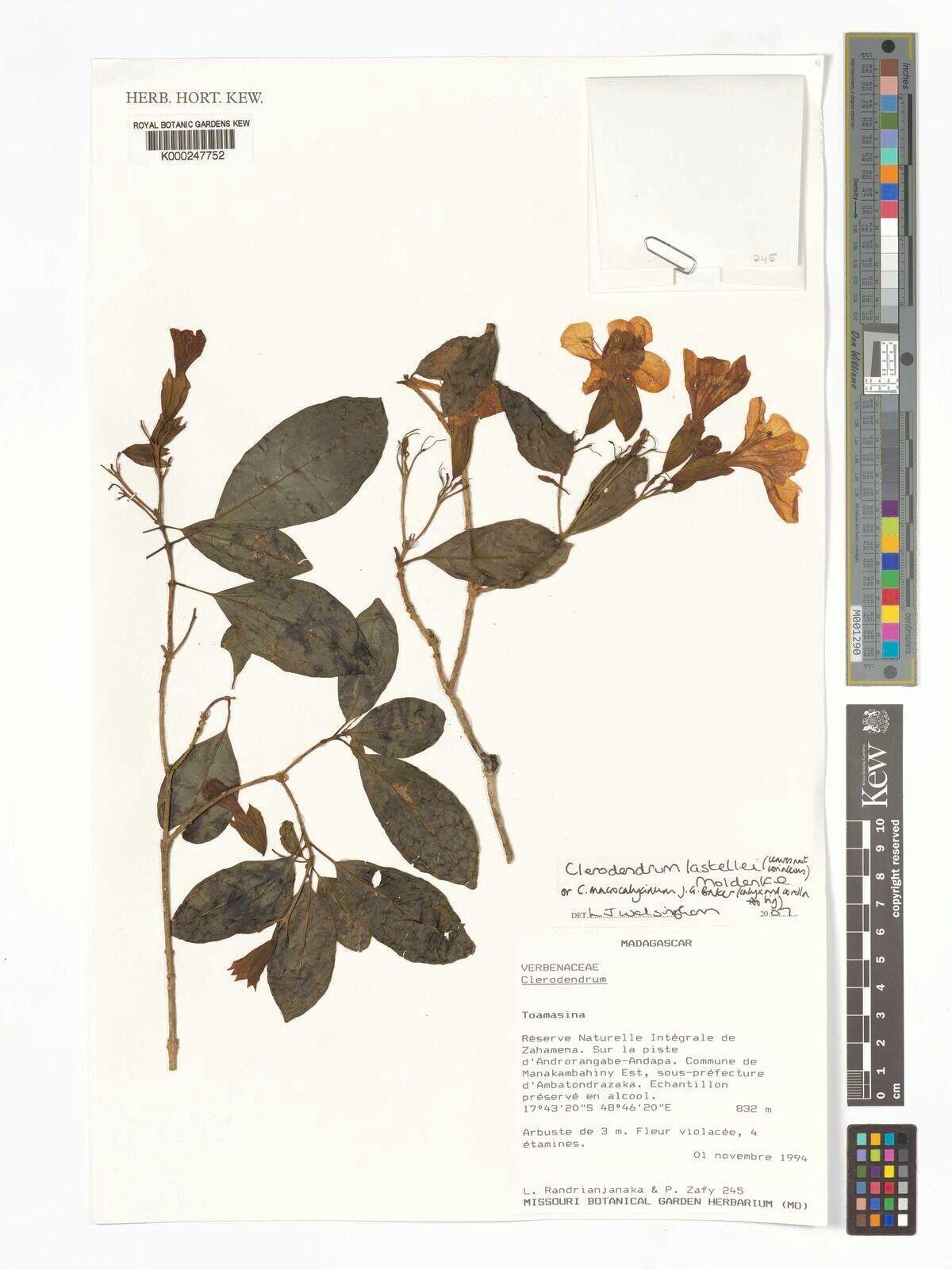 Clerodendrum lastellei — houseplant care guide