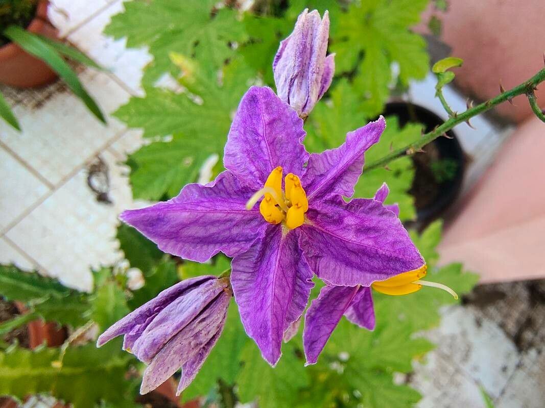 Solanum procumbens flower