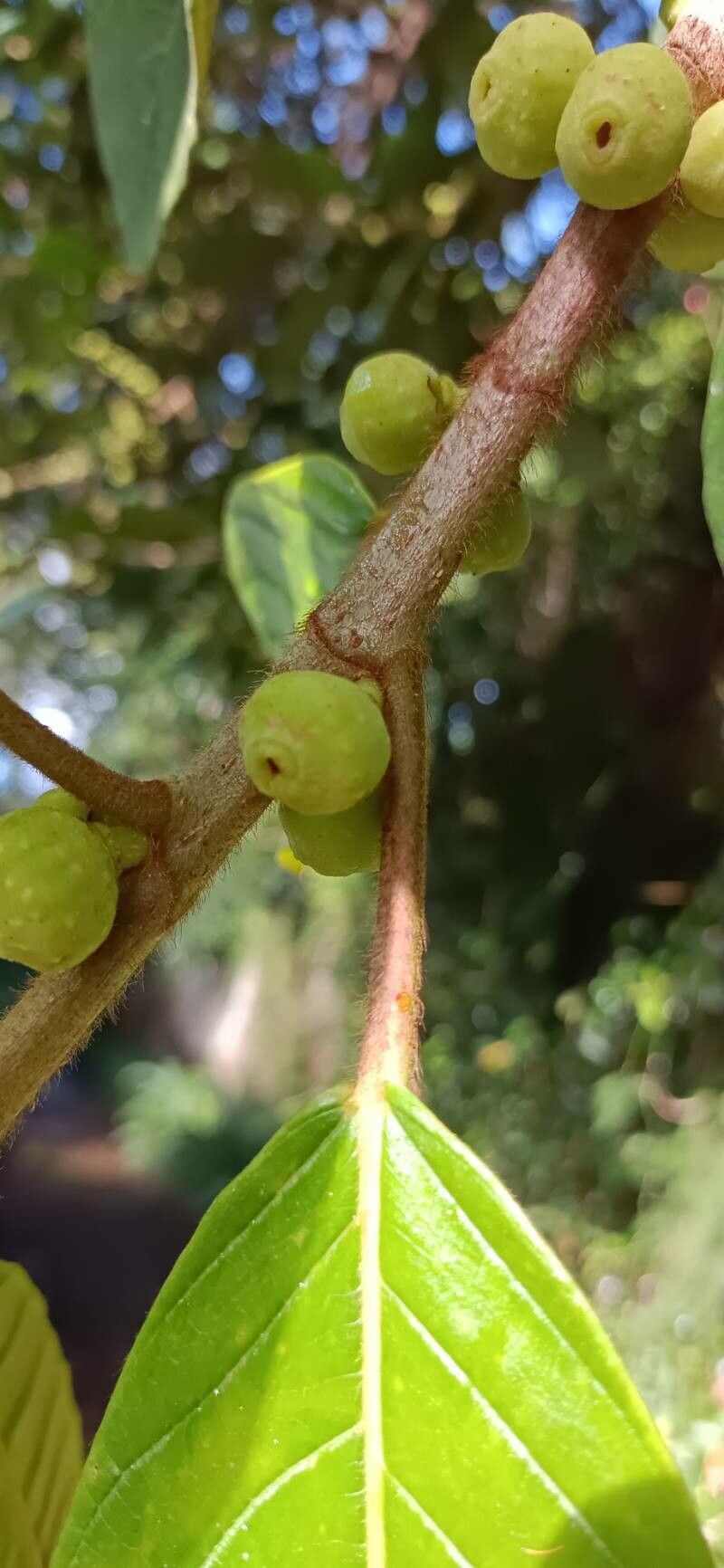Ficus brevibracteata fruit