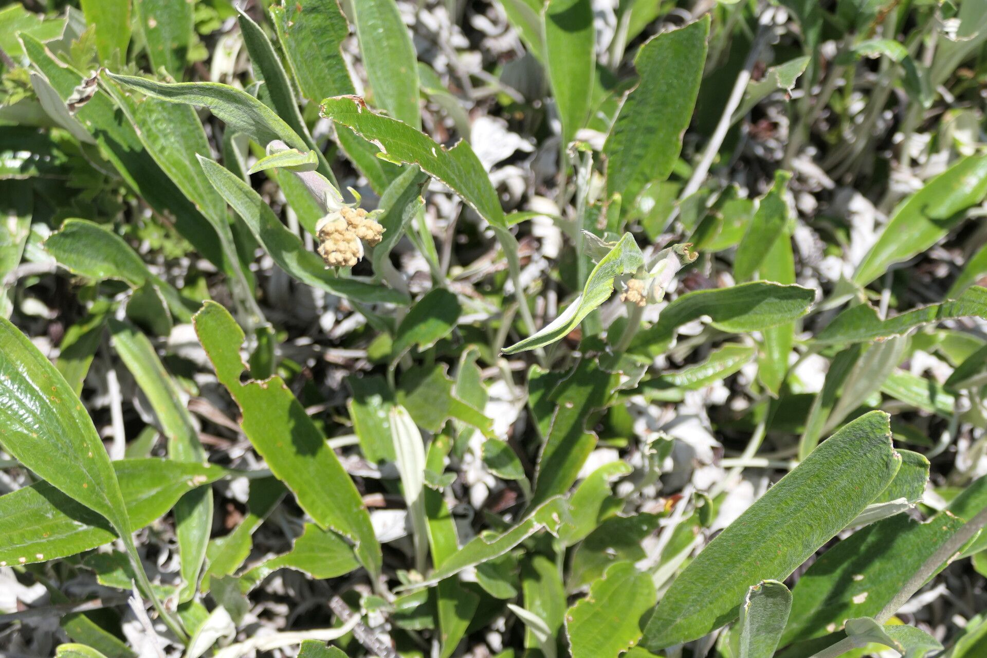 Helichrysum nudifolium habit