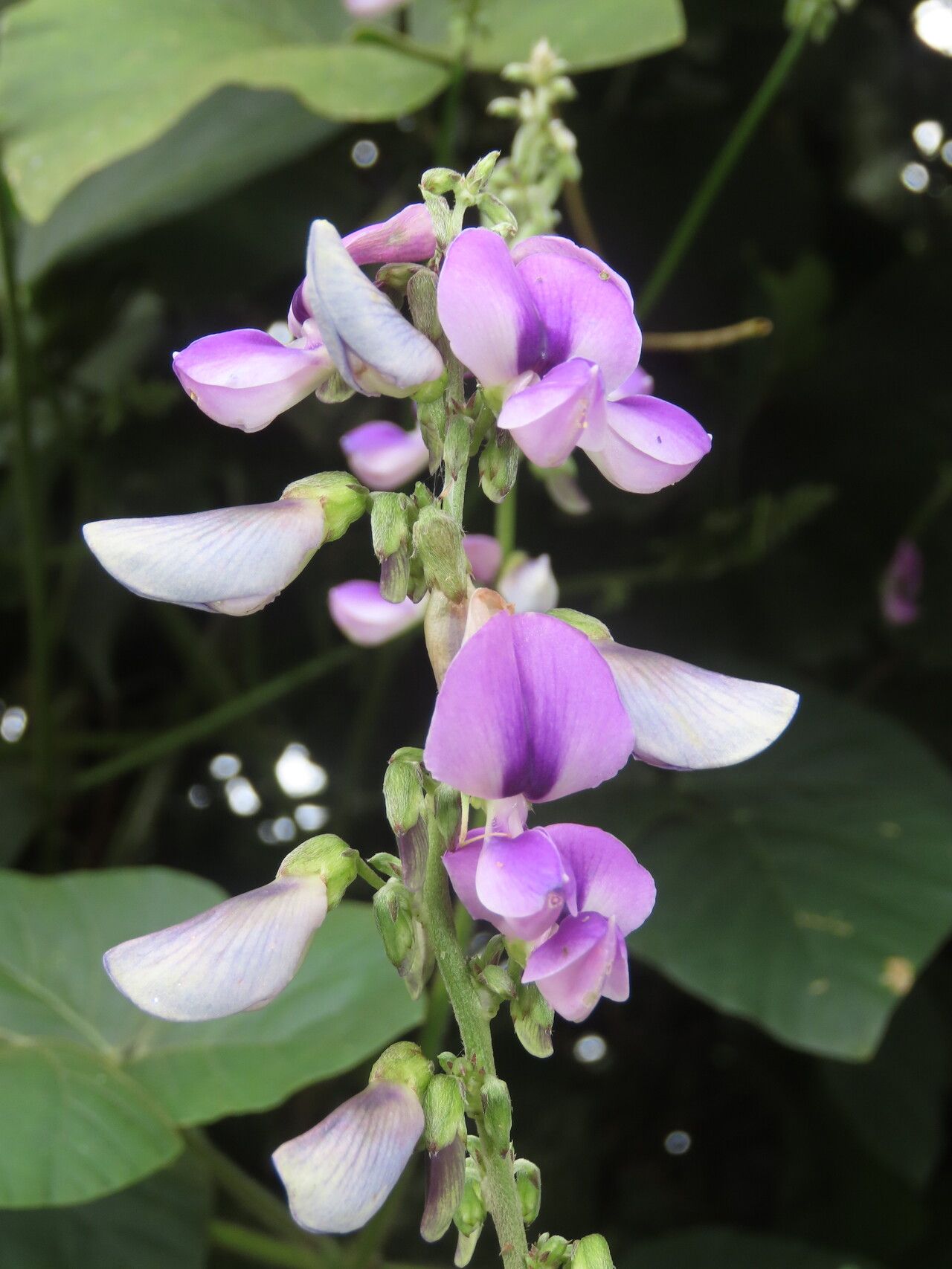 Neustanthus phaseoloides flower