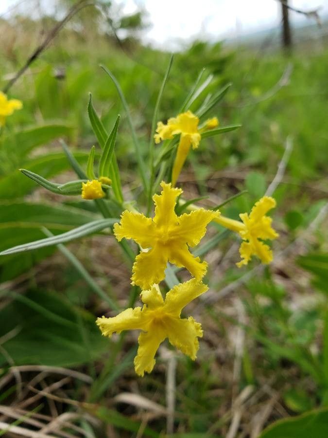 Lithospermum incisum flower