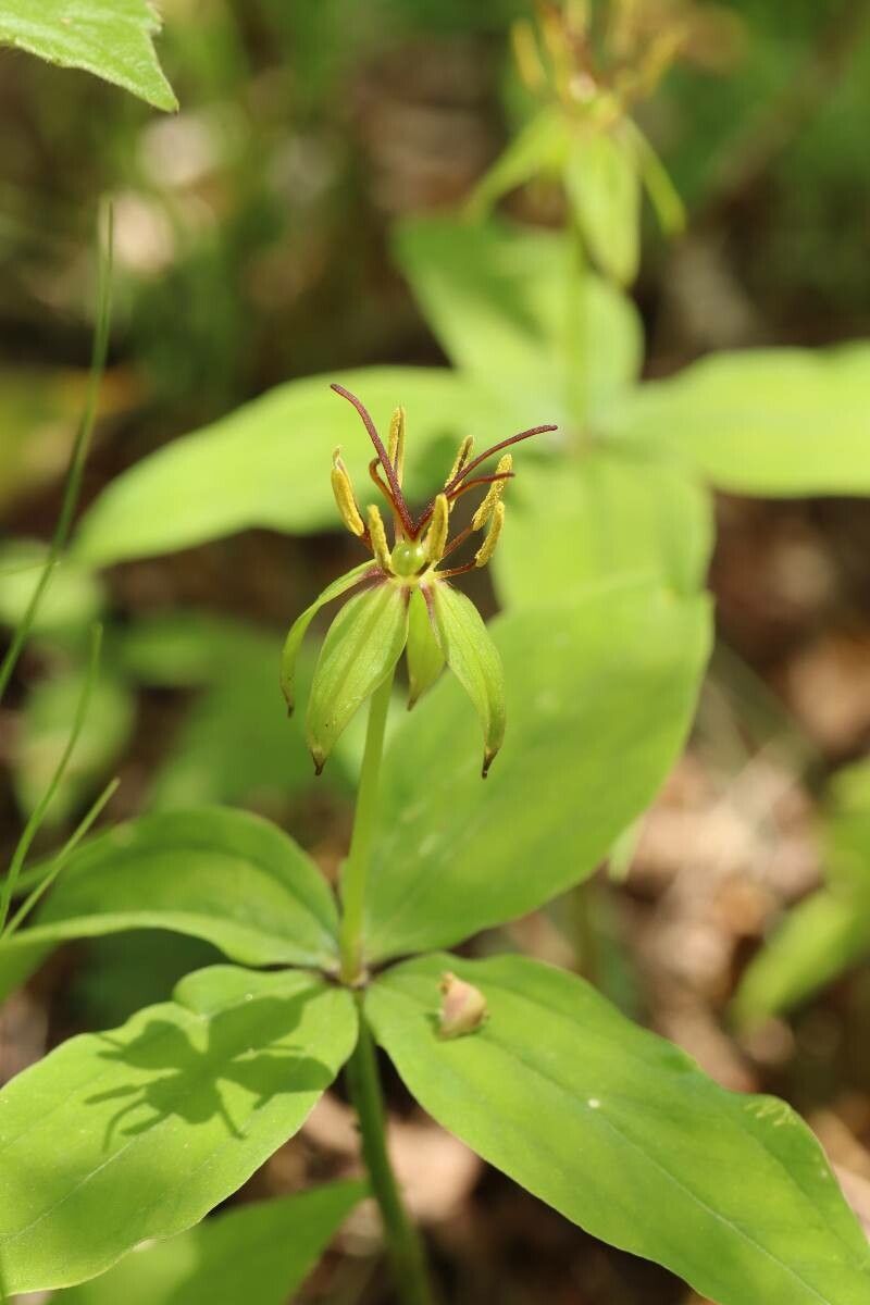 Paris tetraphylla — related species from the same genus
