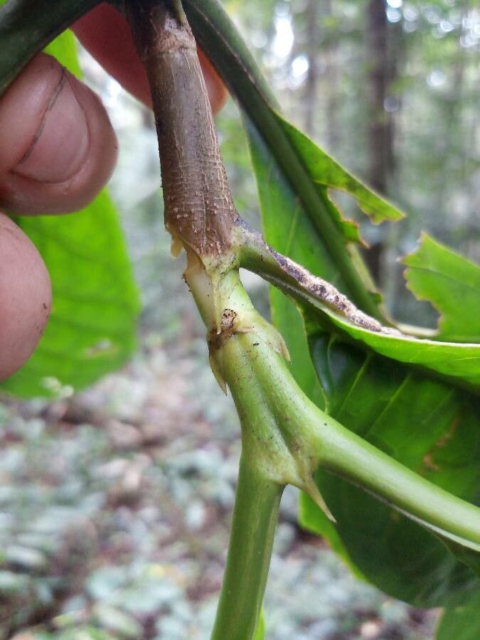Tocoyena longiflora other