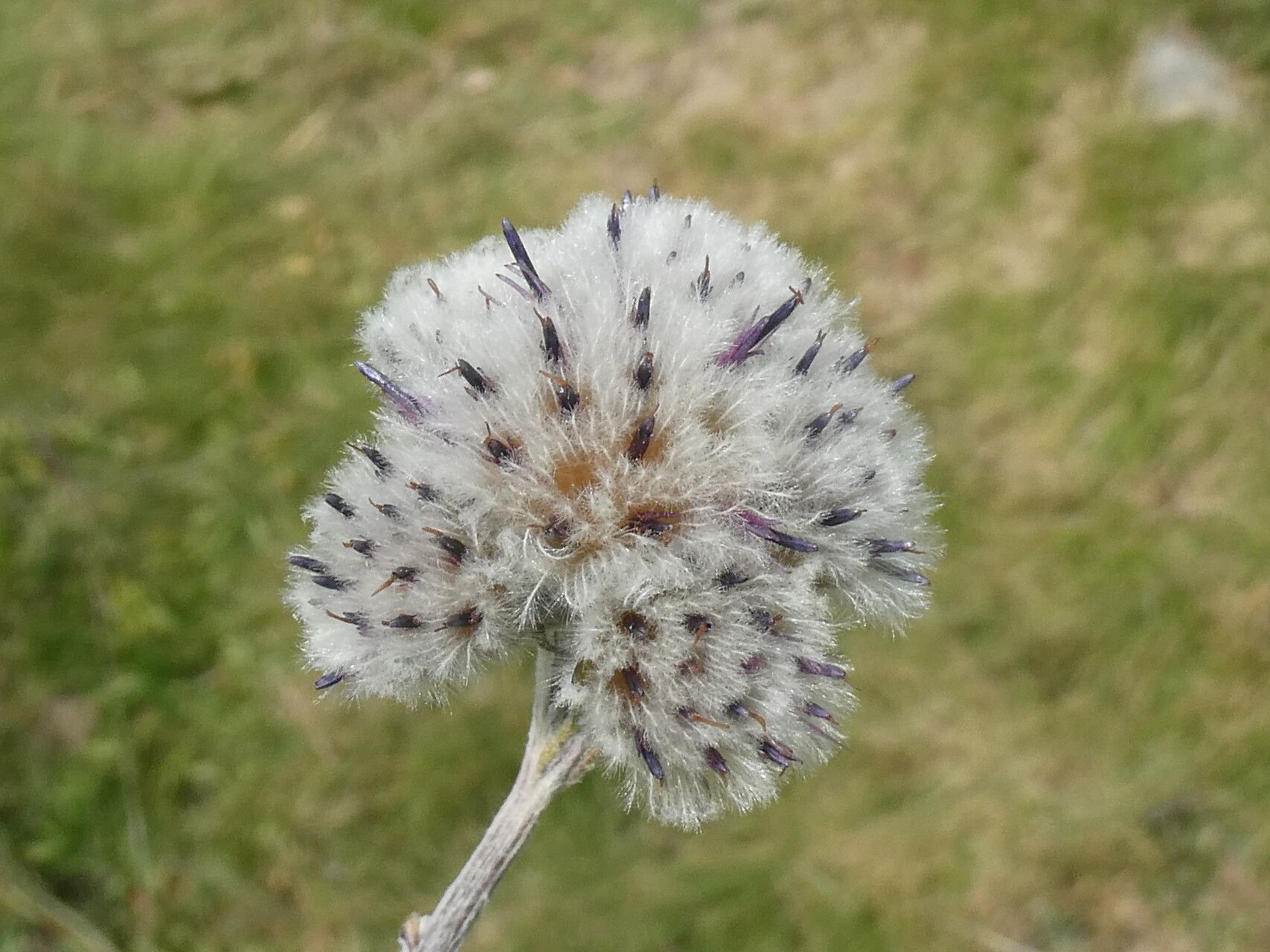 Saussurea alpina fruit