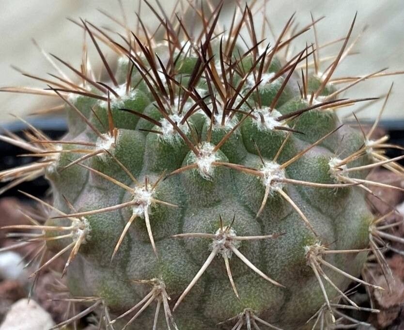 Eriosyce simulans habit