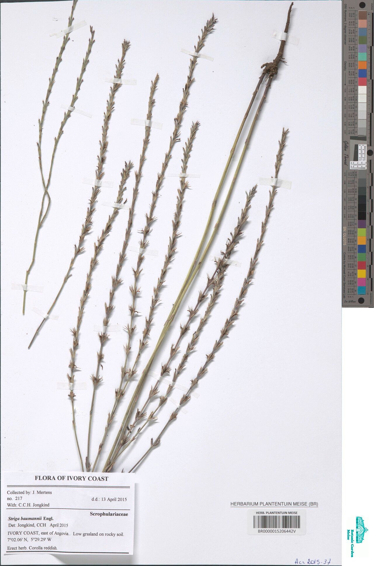 Striga baumannii — houseplant care guide