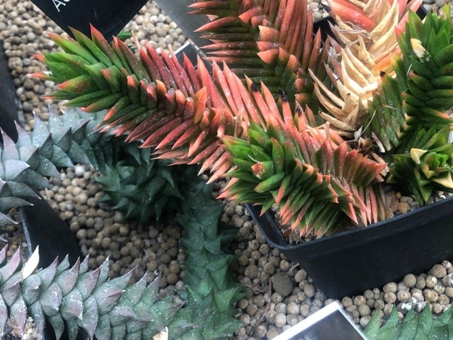 Astroloba spiralis leaf