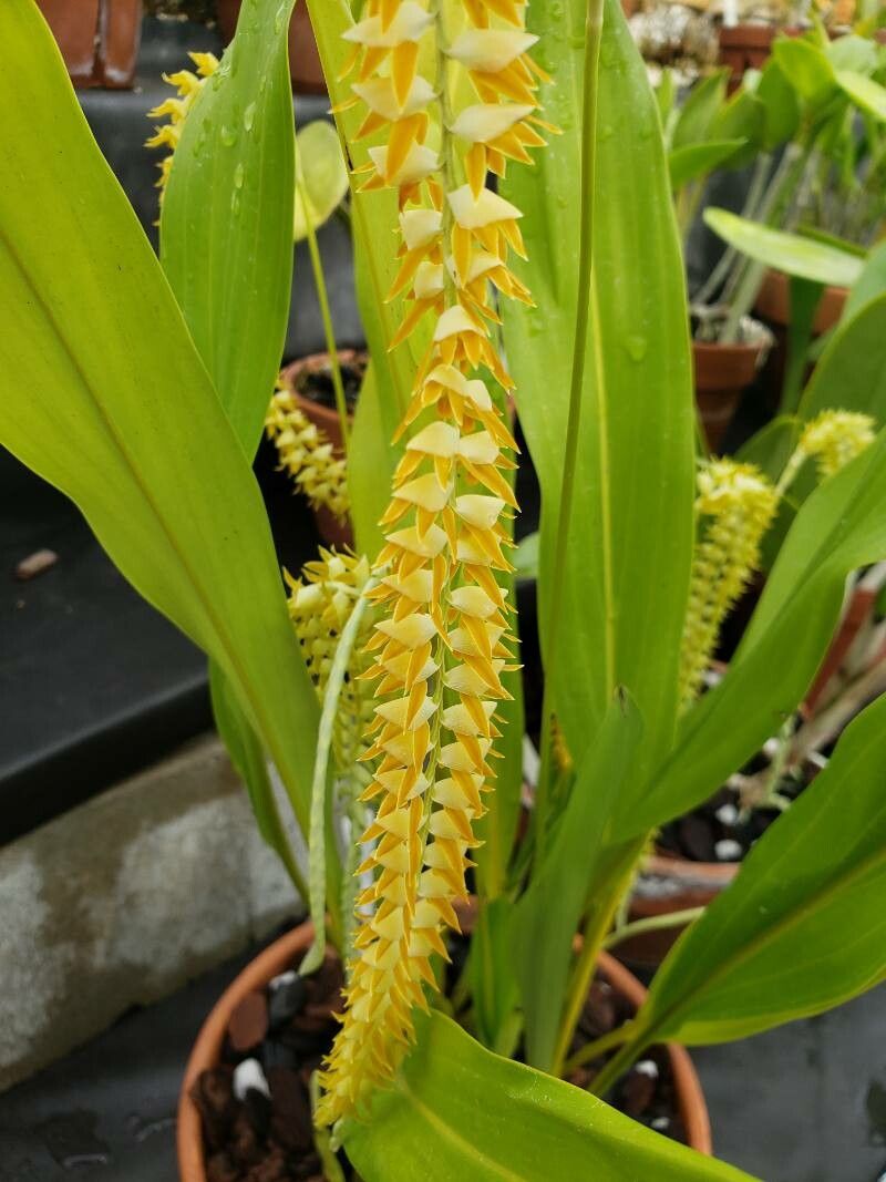 Dendrochilum magnum flower