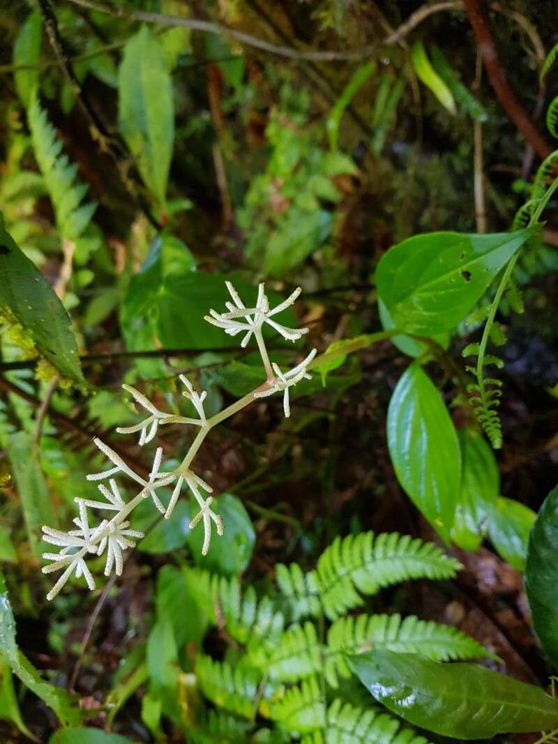 Peperomia poasana fruit
