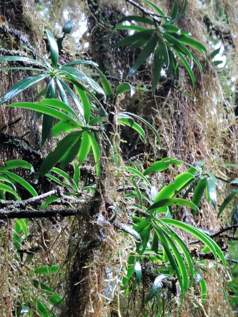 Podocarpus coriaceus habit