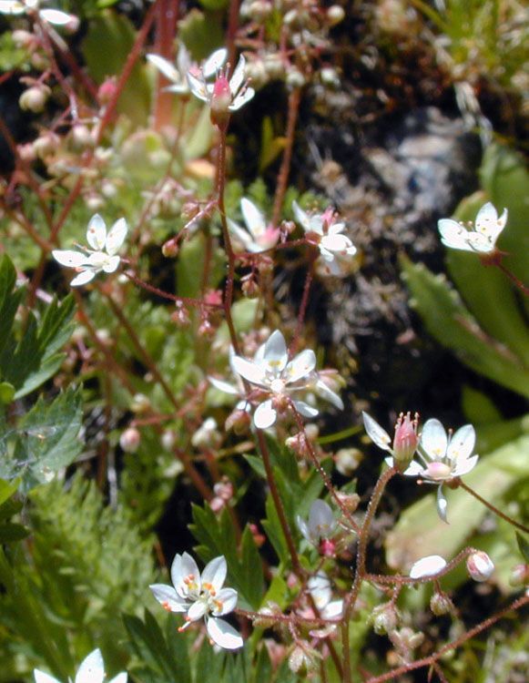 Micranthes ferruginea habit