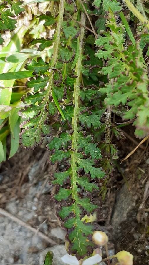 Pedicularis cenisia leaf