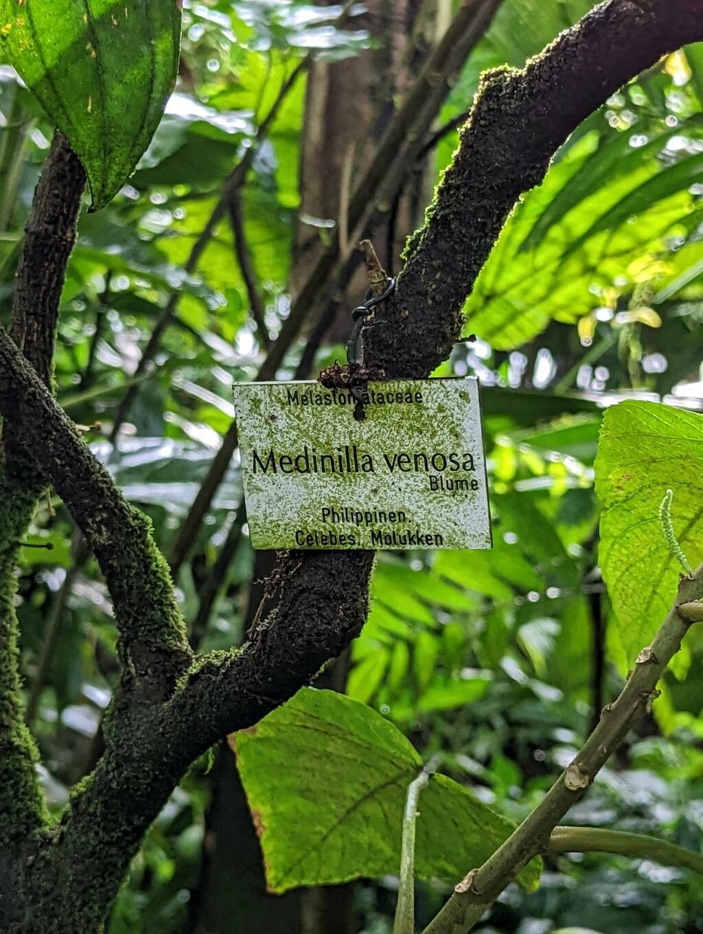 Medinilla venosa bark