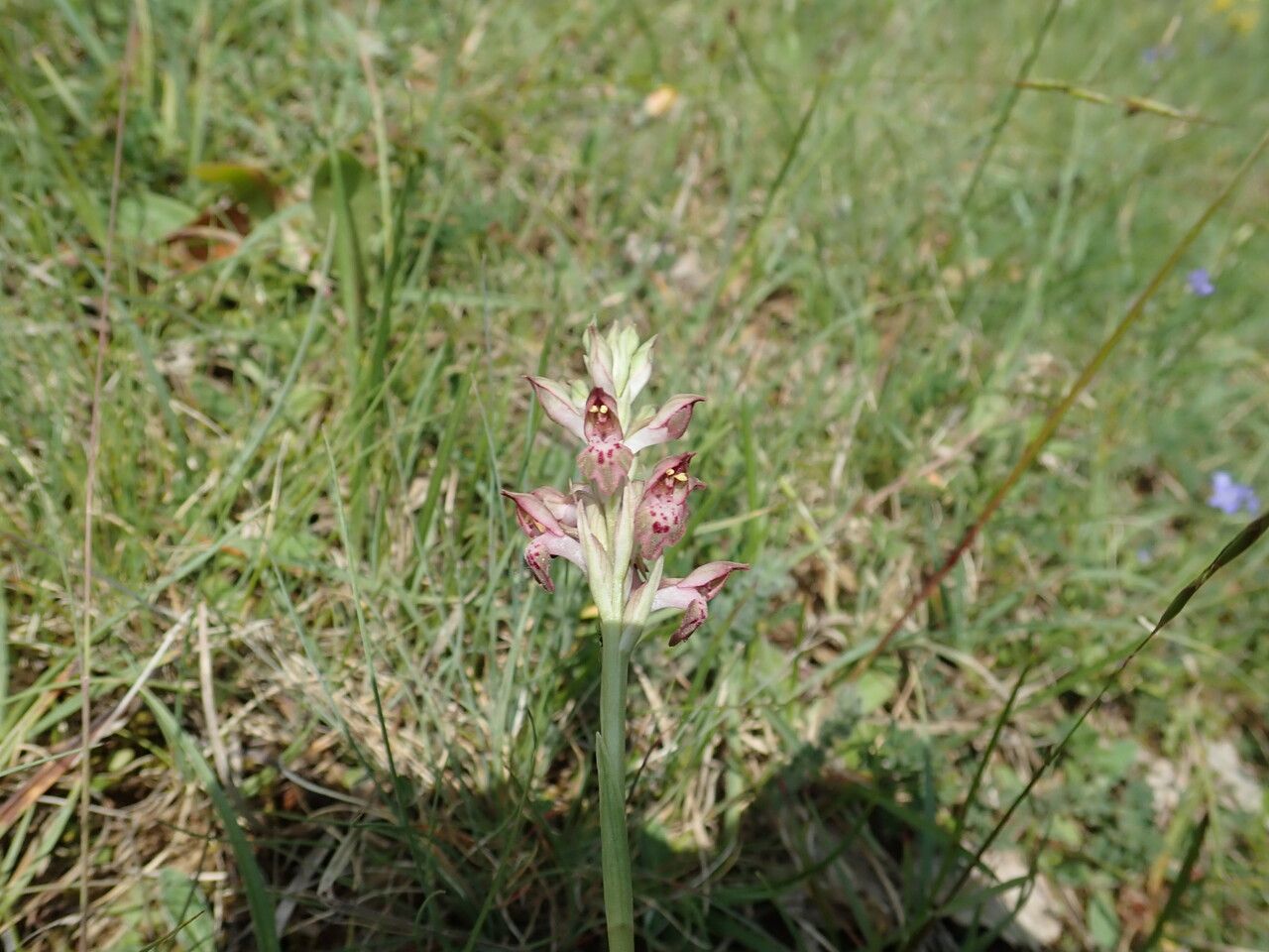 Anacamptis fragrans flower