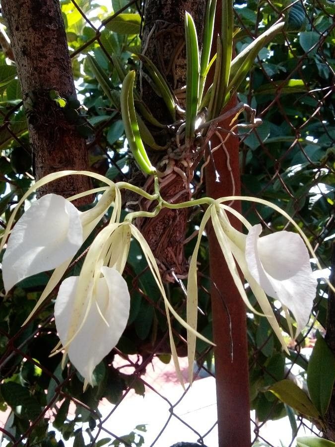 Brassavola acaulis flower