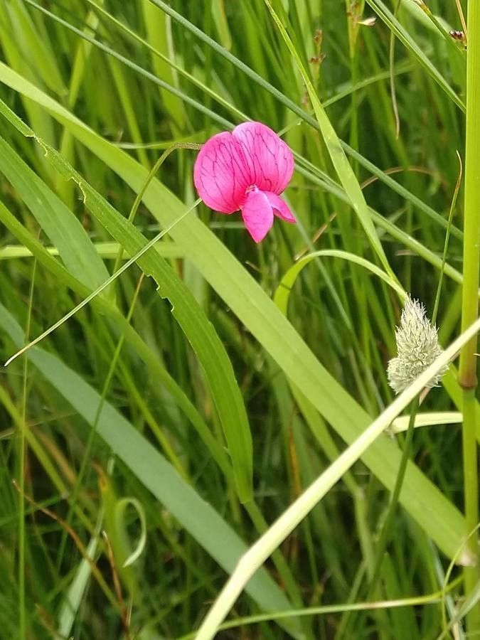 Lathyrus pallescens — search result for 'Lathyrus'