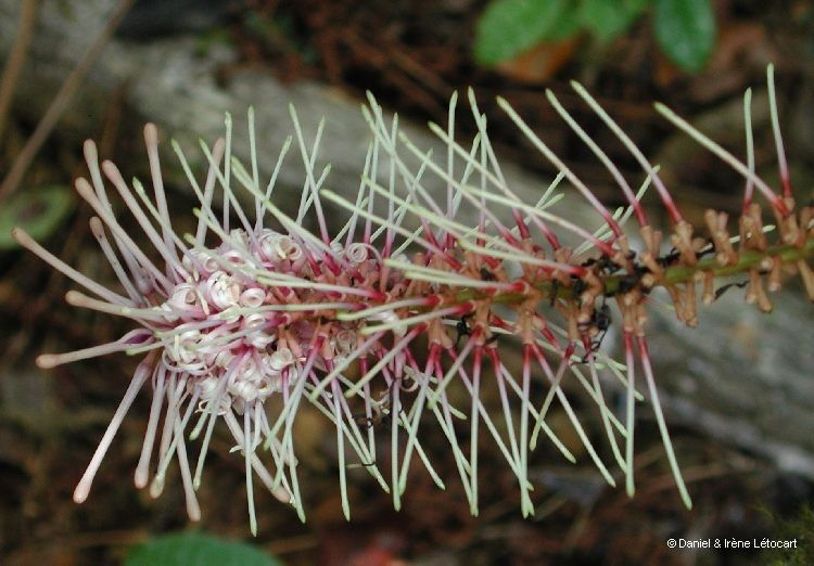 Virotia francii flower