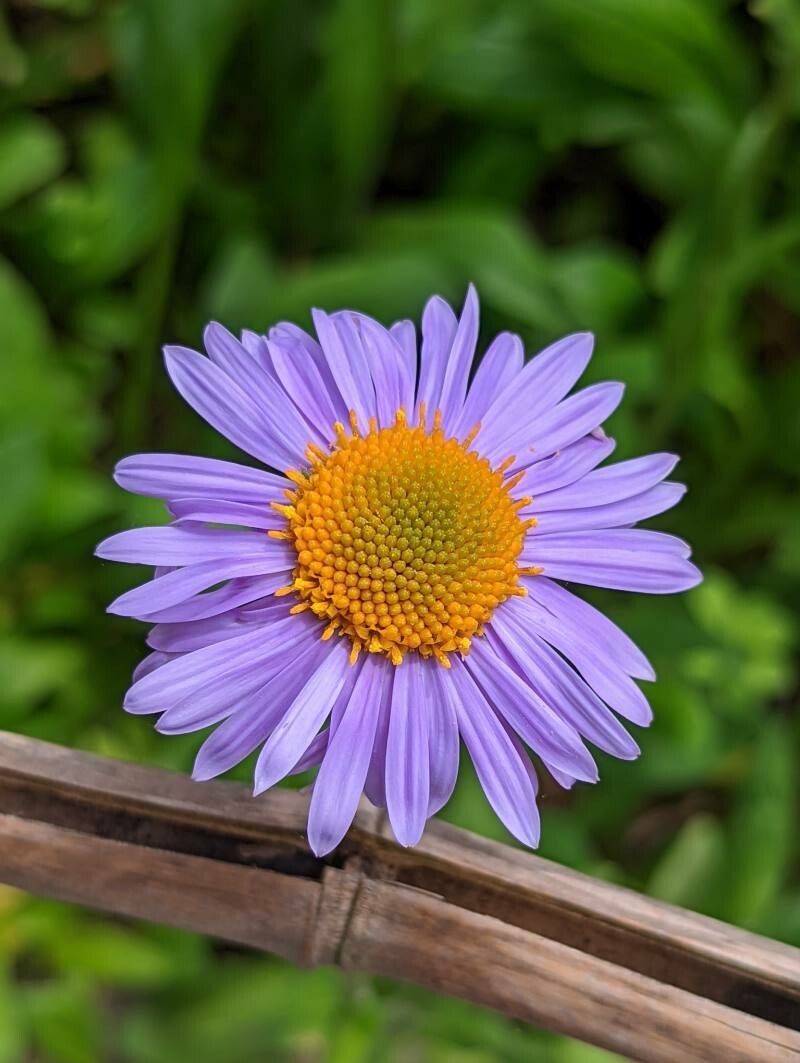 Aster tongolensis flower