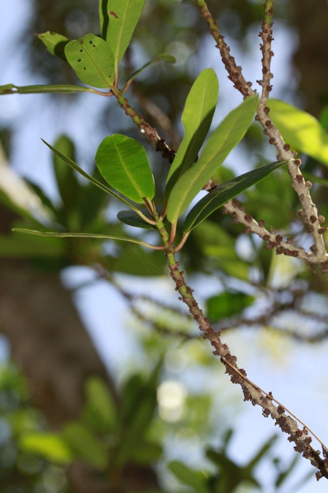 Myrsine lecardii habit