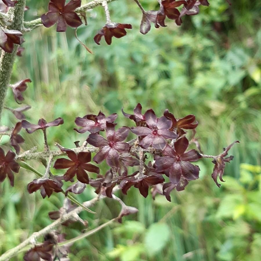 Veratrum nigrum flower