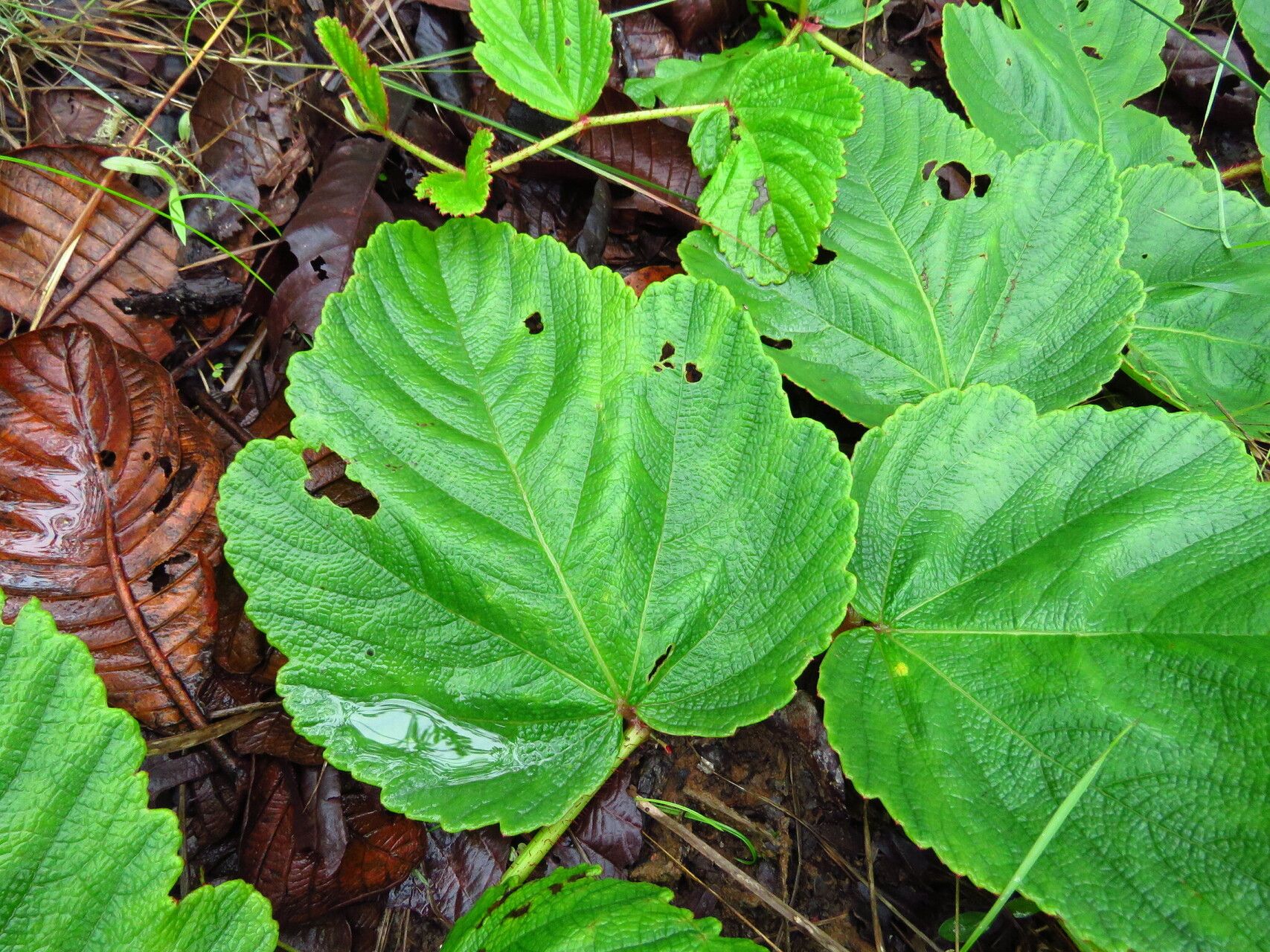 Cyphostemma wittei — search result for 'Cyphostemma'