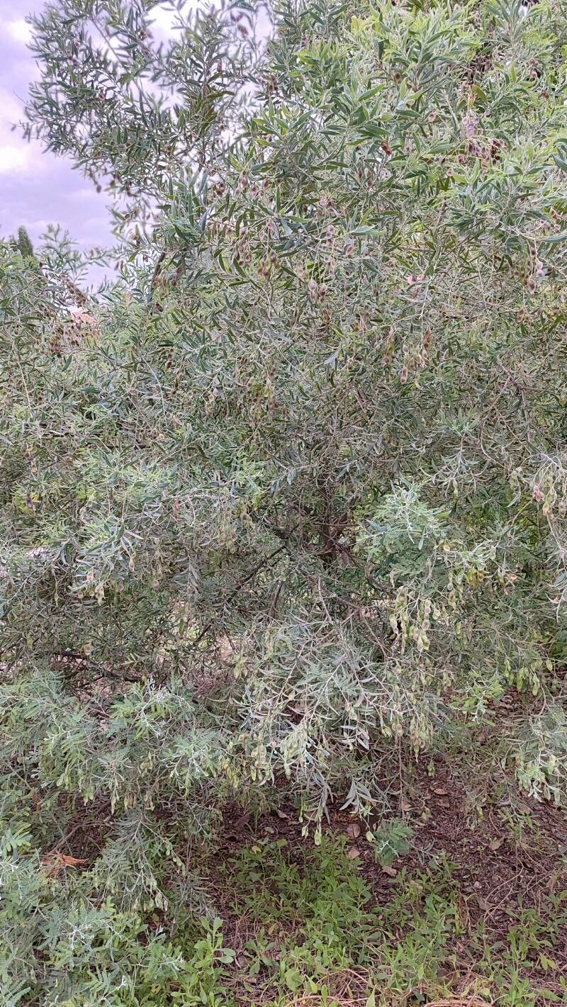 Acacia × hanburyana habit